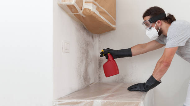 Professional Attic Mold Removal technician working in Edgewood, MD
