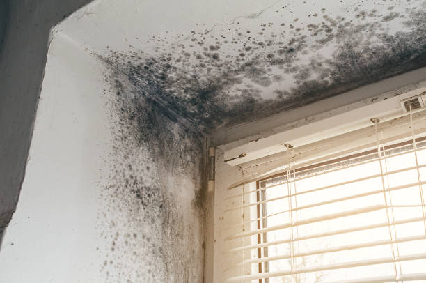 Affordable Mold Cleanup solutions in Edgewood, MD